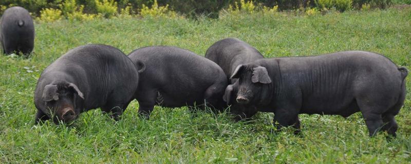 獸藥銷售技巧和話術